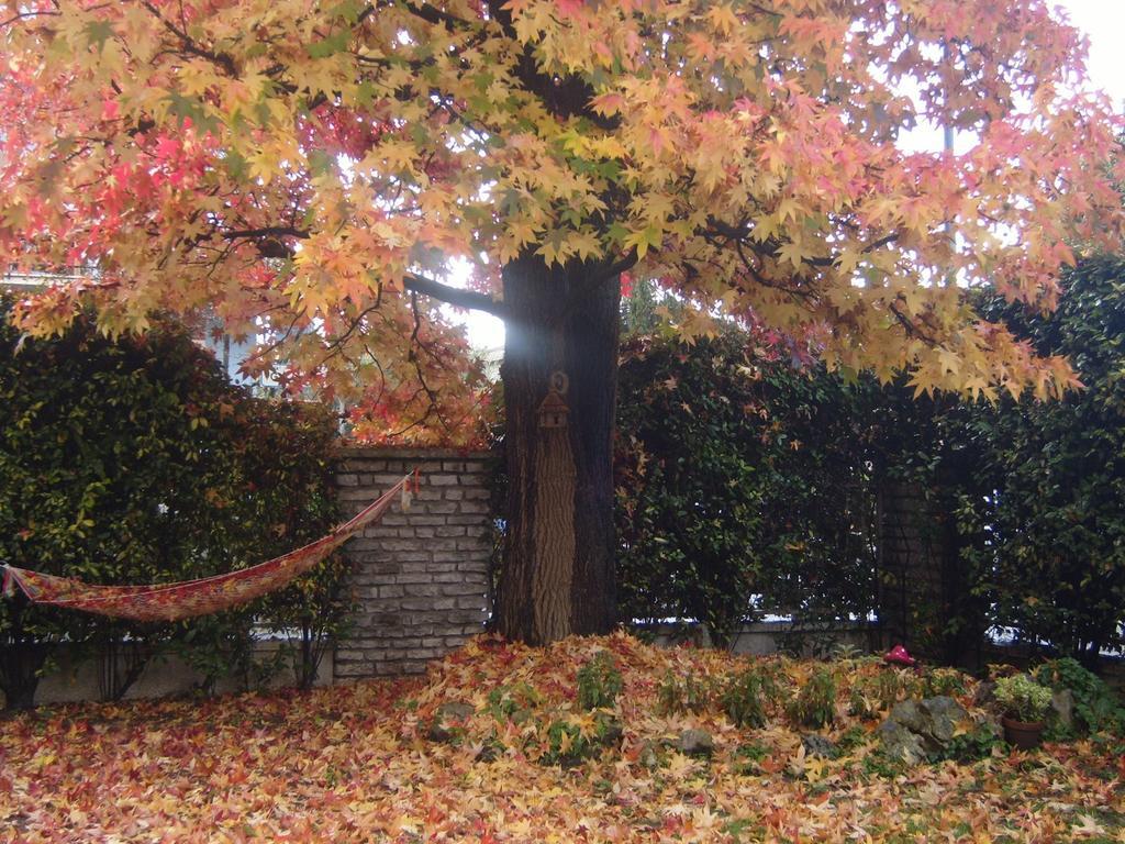 Bed & Breakfast Agli Aceri Verona Rom bilde